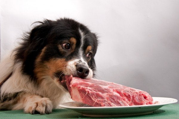 dog eating piece of raw meat off a plate